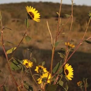 Meet your Posher, Miranda